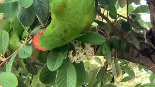 Cherry Headed Conures