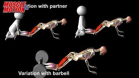 Nordic Hamstring Curl Anatomy