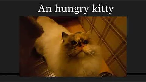 Watch the video about Talking to an hungry kitty. Ragdoll cat Leda 💜