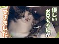 先輩保護猫のことが大好きでべったりな子猫が尊すぎる…💘 【保護猫活動】