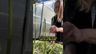 grüner Spargel - erste Ernte 2026 #selbstversorgergarten #gartentipps #spargelzeit