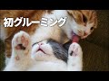 甘えん坊の子猫と世話好き猫が同居するとこうなります