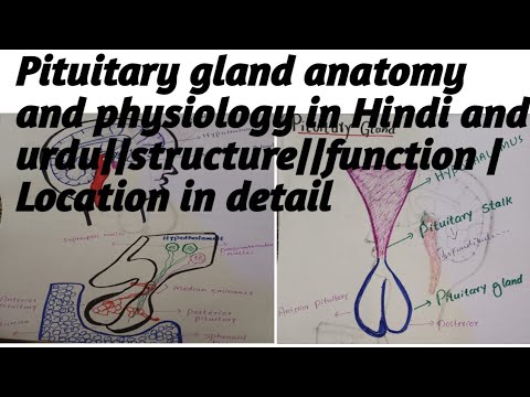 pituitary gland anatomy and physiology in Hindi||Urdu||Hormones ...