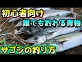 堤防で最も簡単に釣れる青物「サゴシ」の釣り方・アクションを素人が解説【ライトショアジギング】