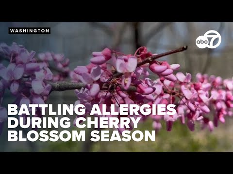 Tips for surviving allergies during cherry blossom season