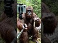 You think living in the forest is peaceful? #fyp #bigfoot #comedy