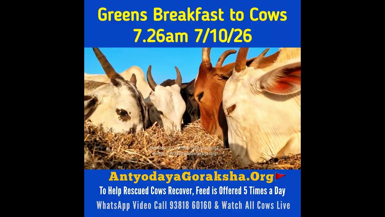 [07 Oct 2026] Breakfast time for Cows