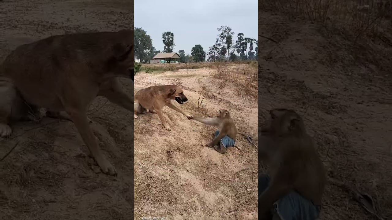 Dog and monkey funny video#