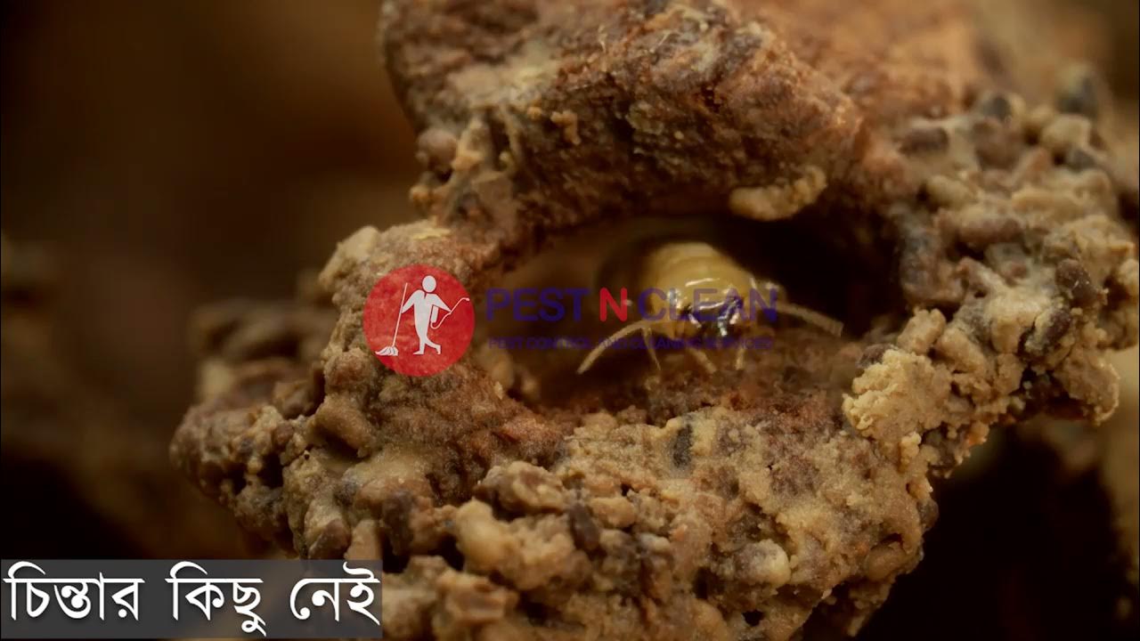 Termites Control Service Pest N Clean Pest Control and Cleaning