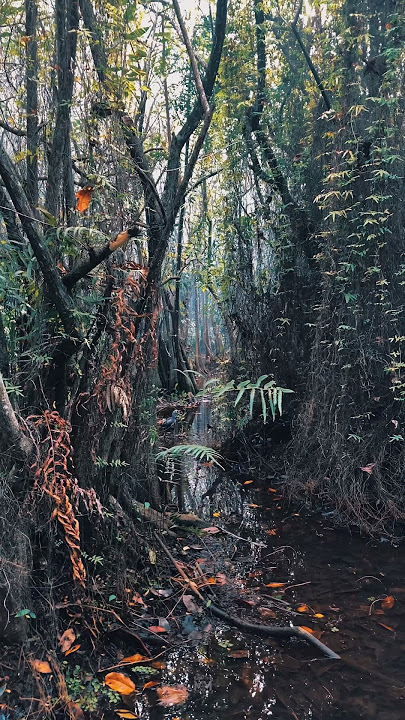 Download lagu දැනිලා නැත්ද සොබාදහම කතාකරනවා 💚🍃🌿#nature #green #relaxing #travel #pace #viralvideo #4kvideo