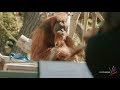 How Denver Zoo’s Orangutan Family Reacted to LIVE Music from the Colorado Symphony