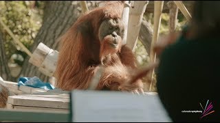 How Denver Zoo’s Orangutan Family Reacted to LIVE Music from the Colorado Symphony