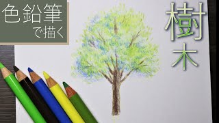 【色鉛筆】ー樹木を描くー　簡単描き方解説、手紙などの挿絵イラストに！リアルで立体感のある木