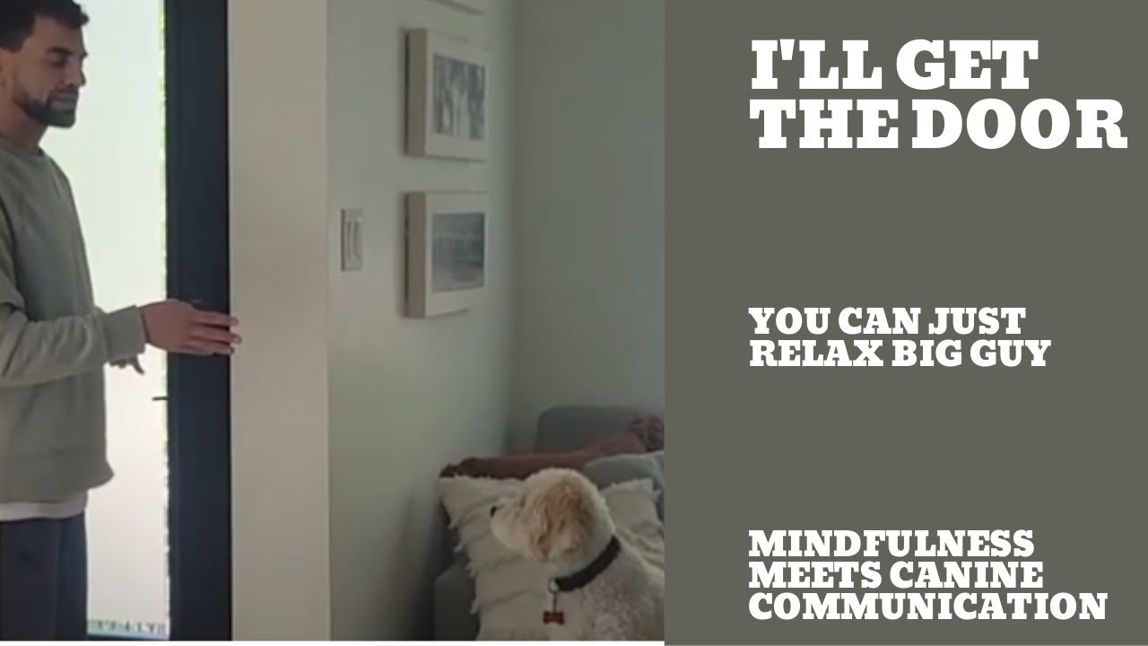 My Dog Goes Nuts when the Doorbell Rings YouTube