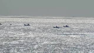 太地町 イルカ漁ドキュメンタリー Npo法人 動物解放団体 リブ Animal Liberator