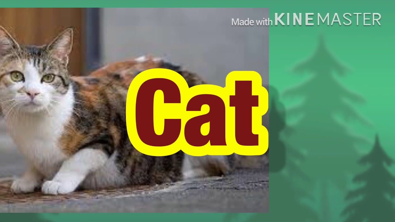 Domestic Animals.... - YouTube