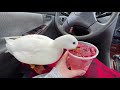 Mini Duck Drinks Starbucks | Part 2