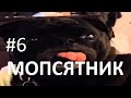 Приколы! подборка СМЕШНОГО видео Мопсов! 2 мин Угара! подборка 2016 Funny Pugs Compilation 2 min