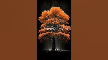 لا إله إلا الله #تلاوة_خاشعة #تلاوات #راحة_نفسية #اكتب_شي_توجر_عليه #اسمع_سورة #قران_كريم #القرآن