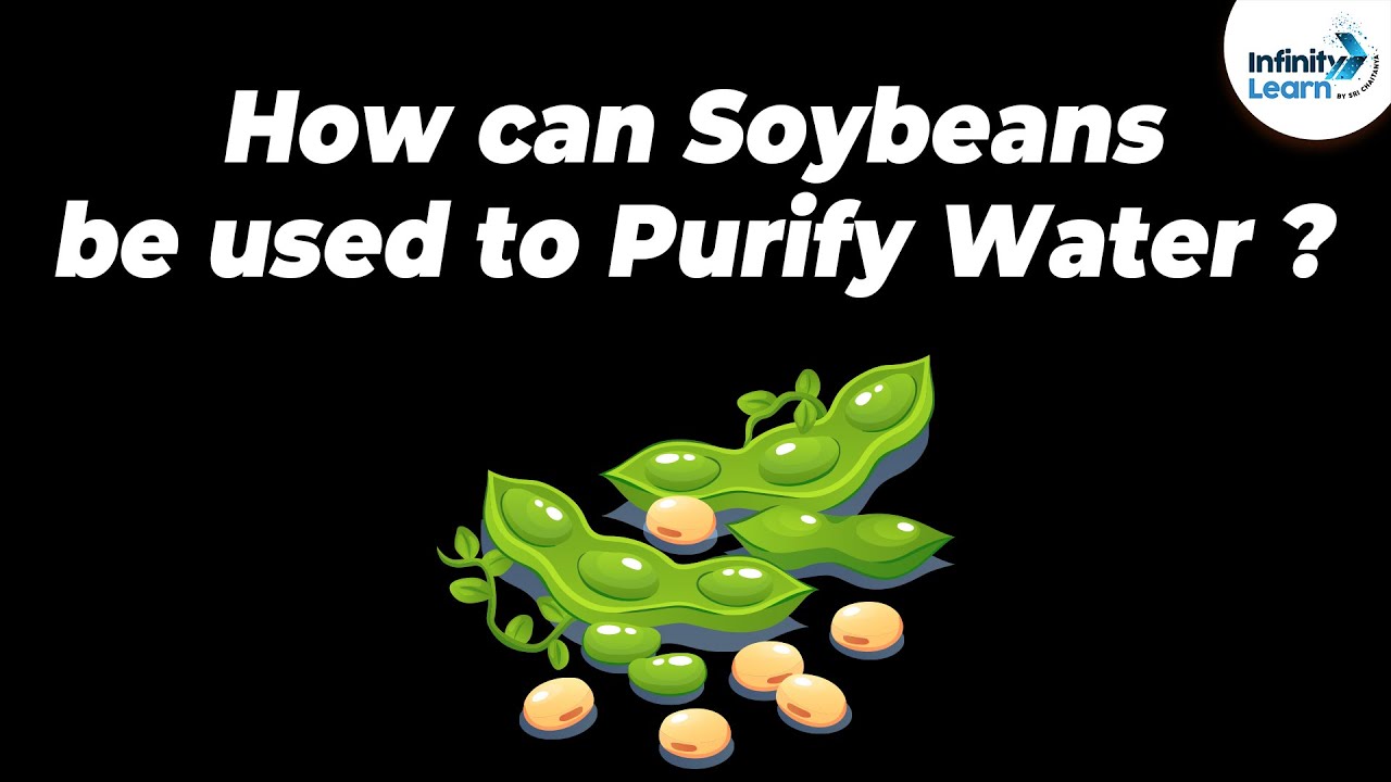 How can Soybeans be used to Purify Water? One Minute Bites Don't