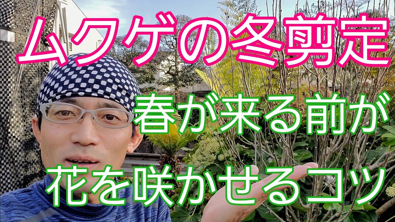 ムクゲの冬剪定 花を咲かせるために春までにお手入れ Youtube ムクゲの冬剪定 花を咲かせるために春までにお手入れ Youtube