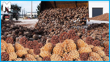Awesome Pine Nuts Farming and Harvesting - Stone Pine Nuts Cultivation Agriculture Technology