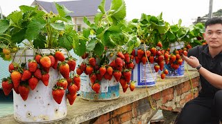 Balcony Strawberry Farming Insane Yields In Plastic Containers! Gardening Secrets by Gardening Recipes 3,400 views 3 weeks ago 15 minutes