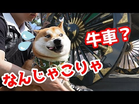 【京の柴犬】てんちゃん、葵祭でビビる！ 太郎の犬モノガタリ＃１２３