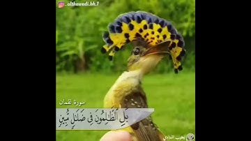 سورة لقمان بصوت الشيخ ناصر بن يعقوب الذوادي
