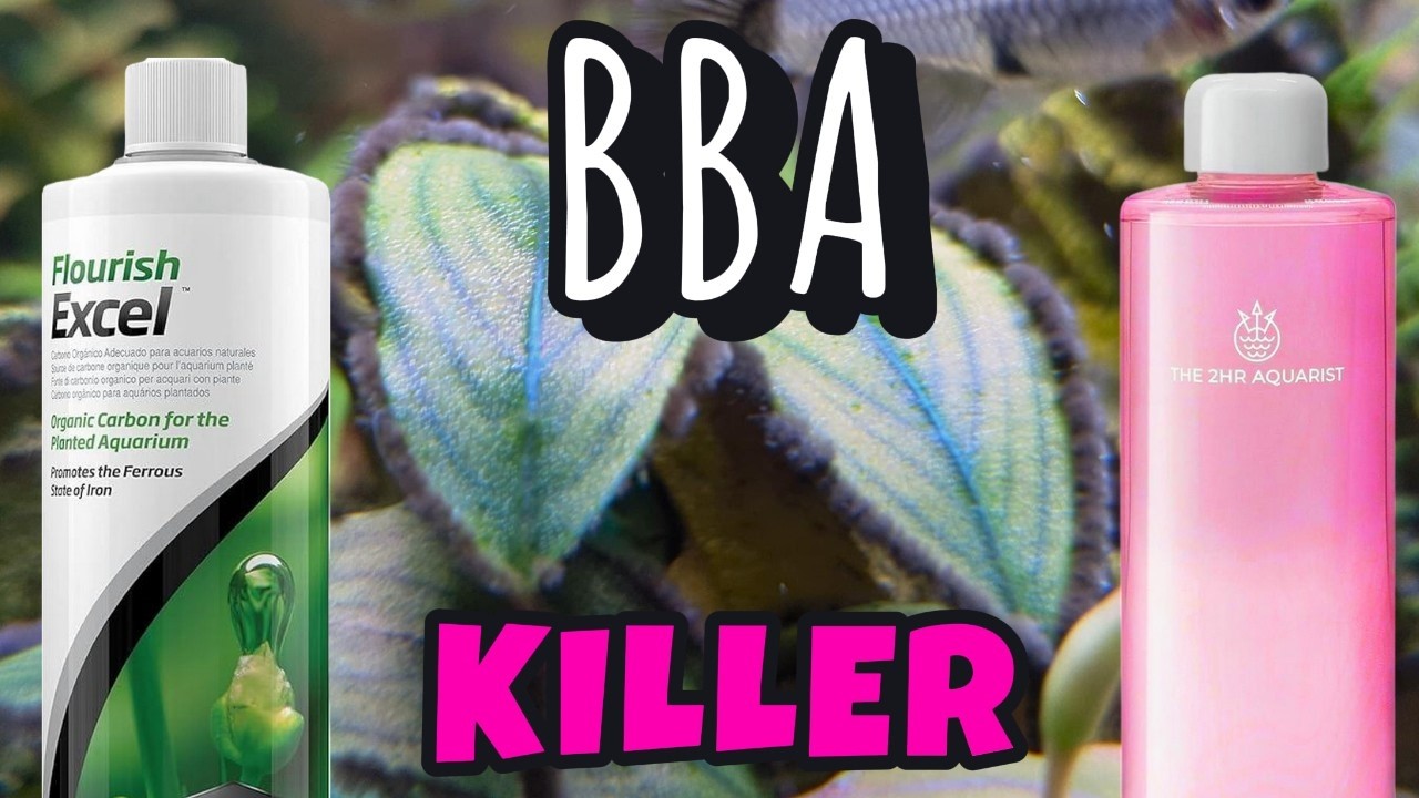 У ВОДОРОСЛИ «ЧЕРНАЯ БОРОДА» нет шансов против этого лечения!