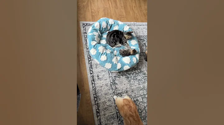Watch the video about Highland Lynx take over dogs bed #montana #kitten #catvideo #catvsdogs #polydactylcat
