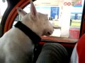 Bull terrier et 2cv