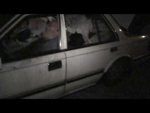 SIKE DOG TV camera iphone 8 plus apk