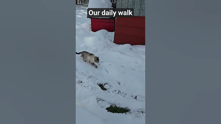 Video 11715411: highland lynx cat, snow lynx, cat walk
