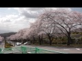 桜並木