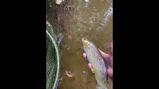 Traumhafte Bachforelle Im Dorfbach