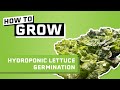 How To Germinate Lettuce Seeds for Hydroponics