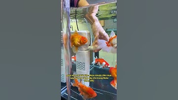 Bí kíp nuôi cá của dân chơi thủy sinh: Bộ lọc 5 in 1 quá xịn! #notashopvn #aquarium #fish