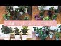 25 Calathea Species and Cultivars Ranked by Difficulty Level (for me)