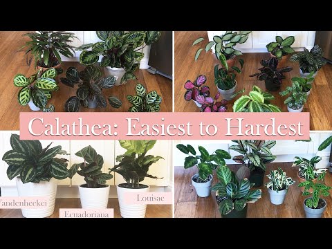 Video: Species And Cultivation Of Calathea