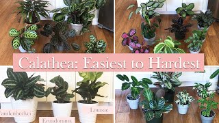 25 Calathea Species and Cultivars Ranked by Difficulty Level (for me)