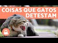 10 COISAS QUE OS GATOS ODEIAM e você deve EVITAR 😾