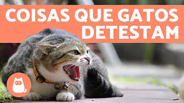O que os gatos amam?