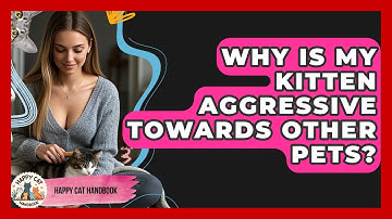 Why Is My Kitten Aggressive Towards Other Pets? - Happy Cat Handbook