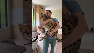 Chloe the Serval gets carried