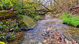 Relaxing sounds of stream and birds singing in the forest in spring for sleep || Fall asleep quickly