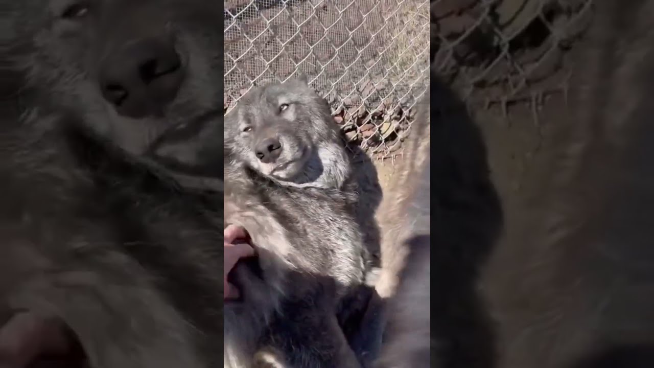 How Dare You Stop Notpets Wolfsanctuary Animals Wolves Wolfdogs Rescue Disney