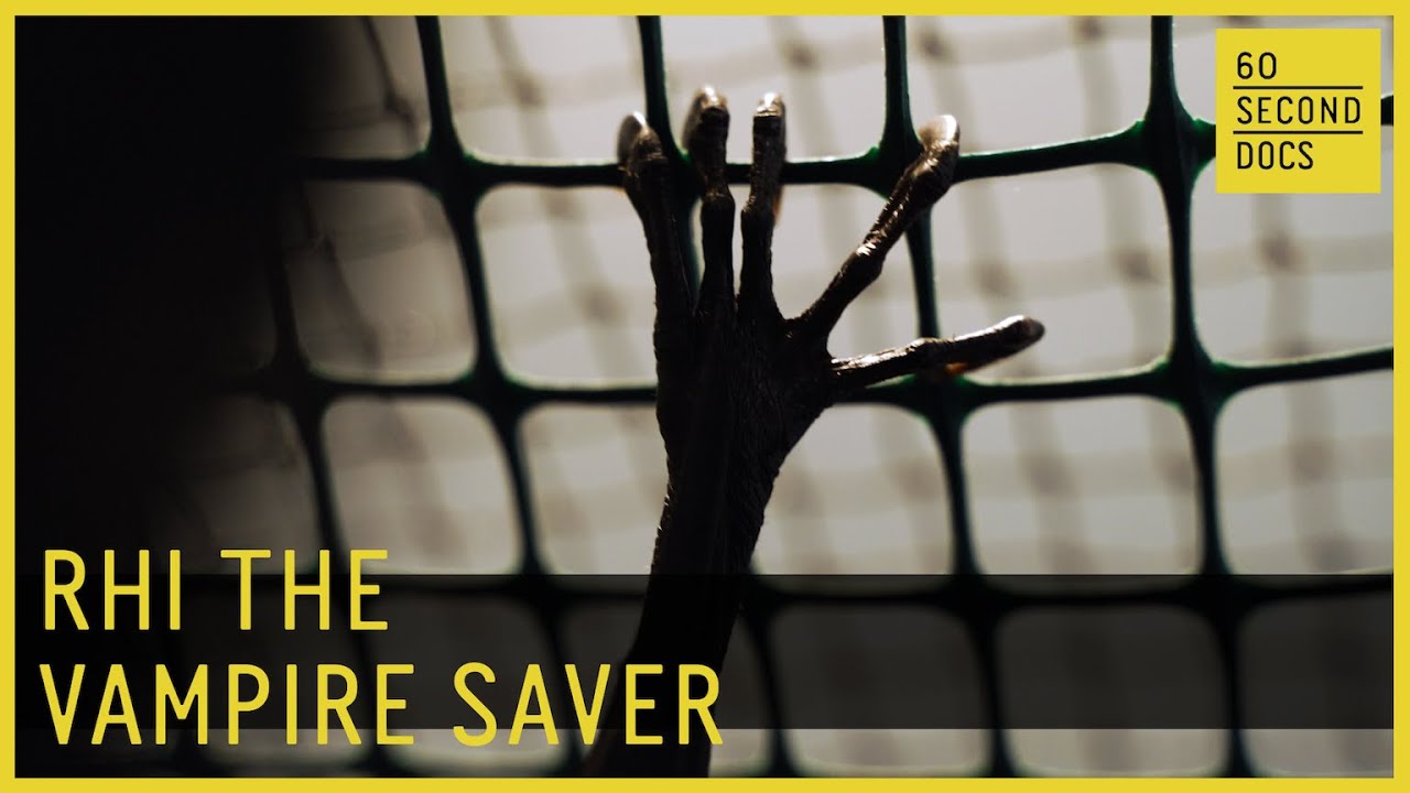 Rhi The Vampire Saver | Bat Rescue