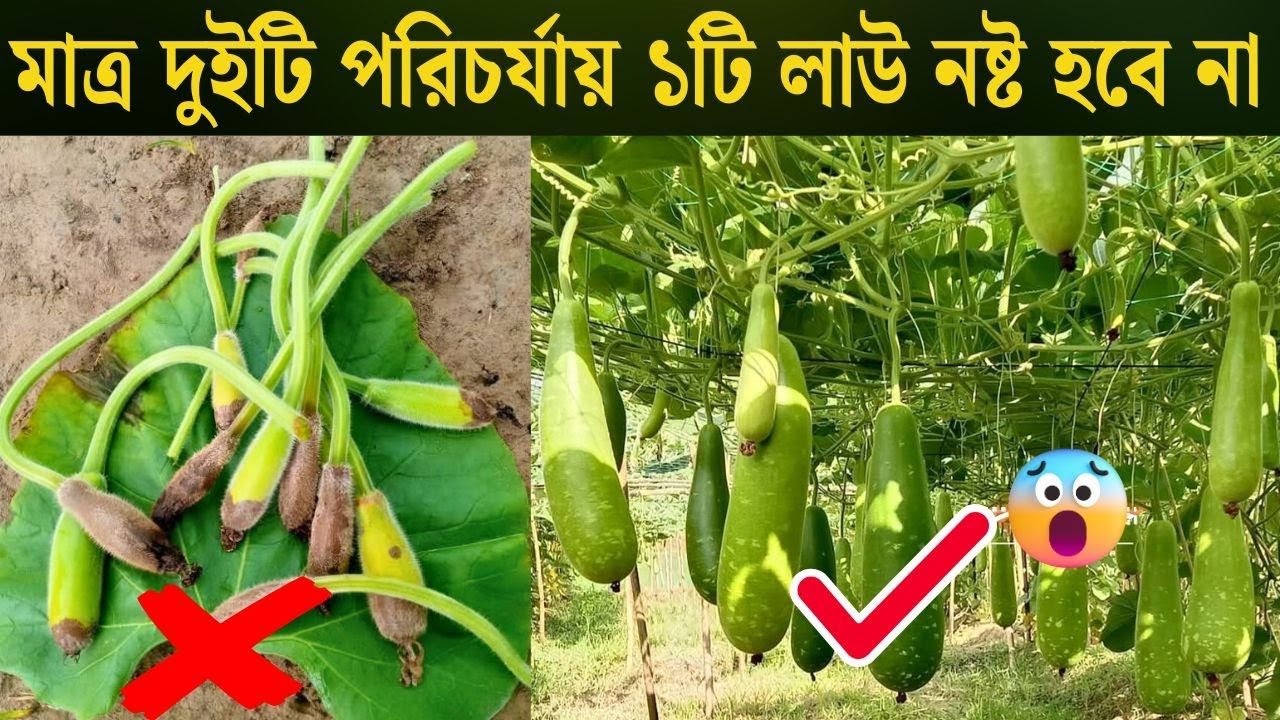 একটি আর লাউ নষ্ট হবে না এই পরিচর্যায় করলে | Bottle Gourd Plant Care | Agro Tips