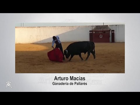 ARTURO MACÍAS TIENTA EN LA GANDERÍA DE PALLARÉS